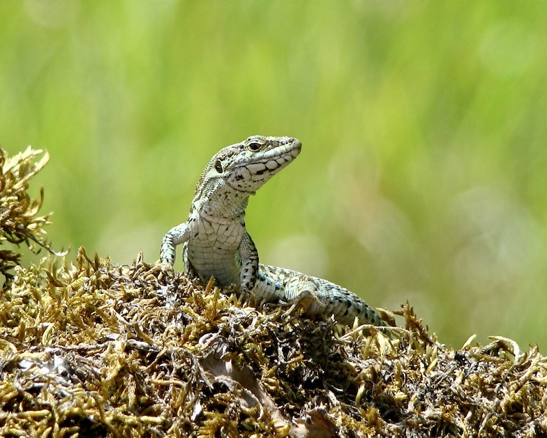 lizard
